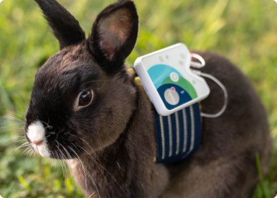 반려동물 주파수로 행복을 지켜주세요. 미세전류 힐리골드우먼